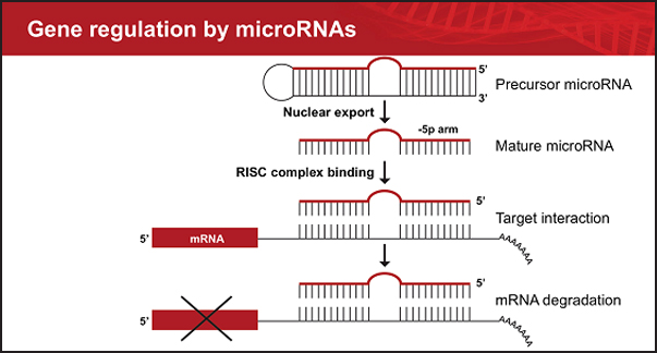 Regulation Of Gene Expression By Mirna